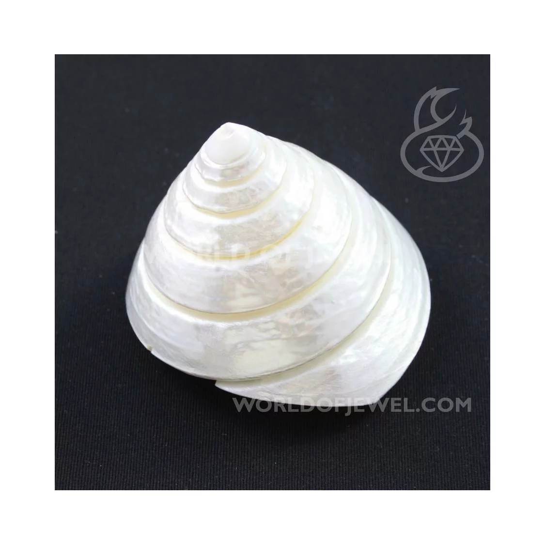 Soprammobile Di Madreperla Conchiglia 5,5x6cm Bianco-SOPRAMMOBILE | Worldofjewel.com