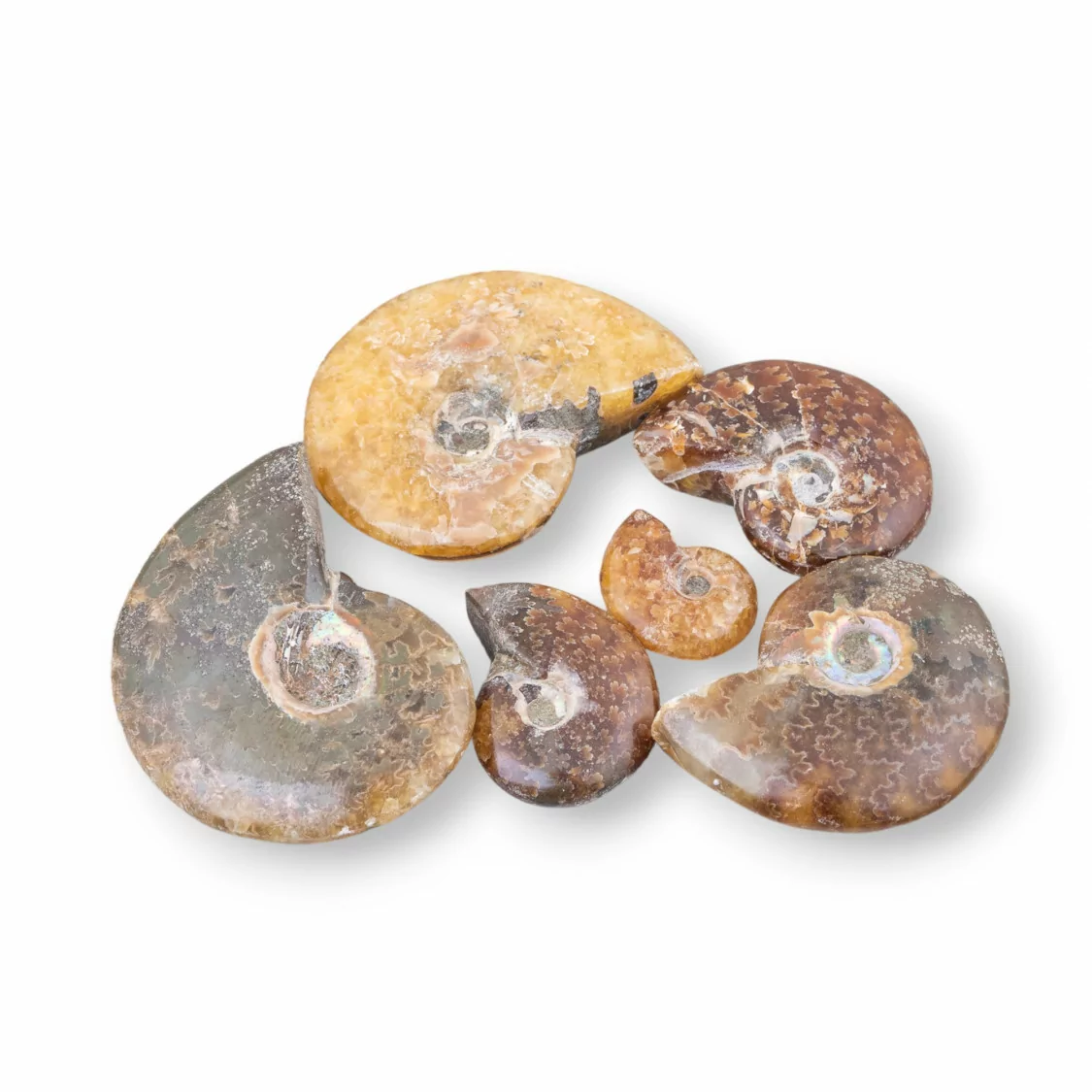 Cabochon Misti Di Ammonite 1pz 31gr Circa- CABOCHON DI PIETRE DURE | Worldofjewel.com