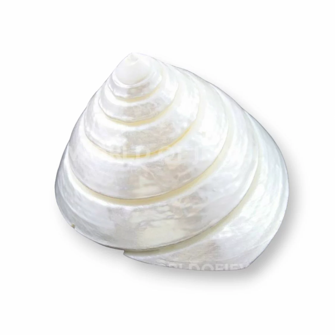 Soprammobile Di Madreperla Conchiglia 5,5x6cm Bianco-SOPRAMMOBILE | Worldofjewel.com